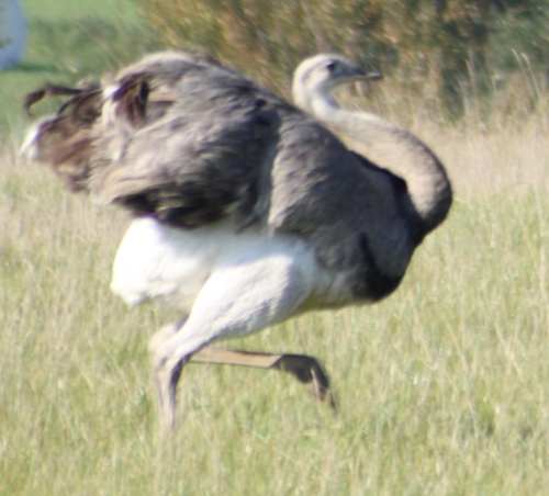 Nandus an der Ostsee